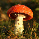 Cogumelo de Decoração